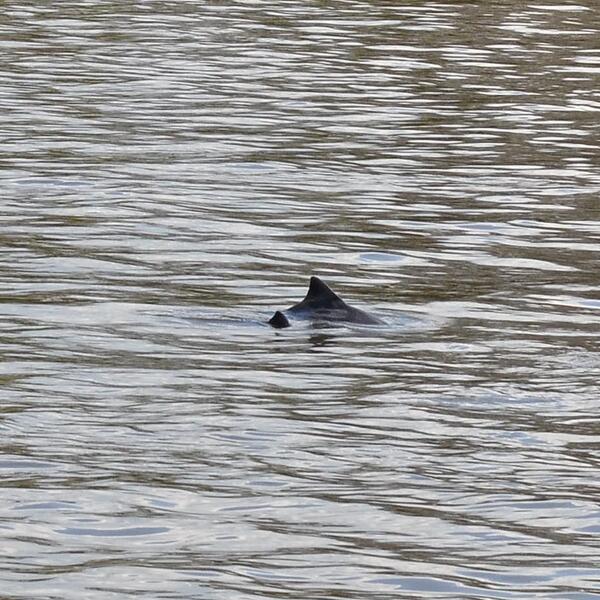 Porpoises in the River Thames