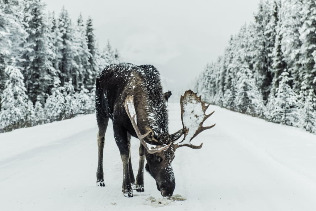 cold-in-winter-an-elk-in-the-snow