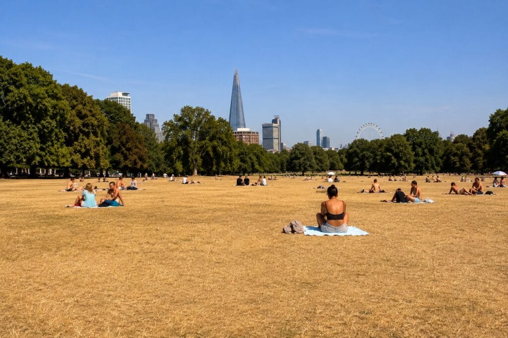 Parched yellow grass in a UK park during the record-breaking July 2022 heatwave