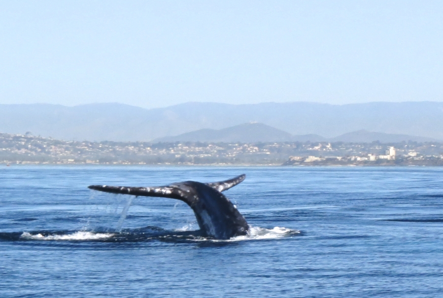 Offshore Blue Adventures Whale Watching (7 Day Weather Forecast For San