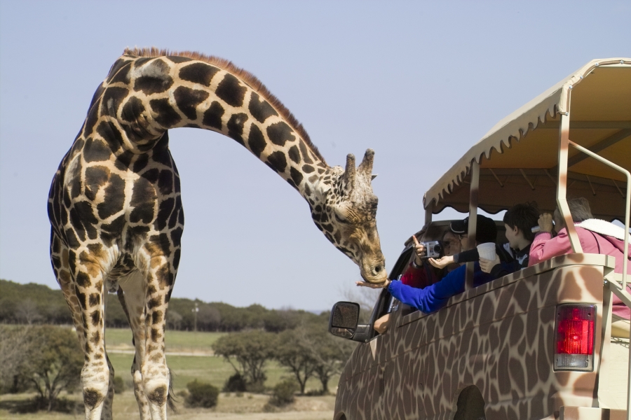 Fossil Rim Wildlife Center (7 Day Weather Forecast For Glen Rose)