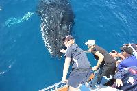 Freedom Whale Watch and Fishing charters