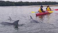 Adelaide Dolphin Sanctuary and Ships Graveyard Kayaking tours and hire
