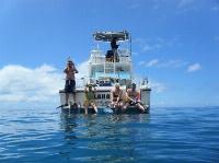 Swimming with Dolphins, Whale Watching, Snorkeling with Turtles